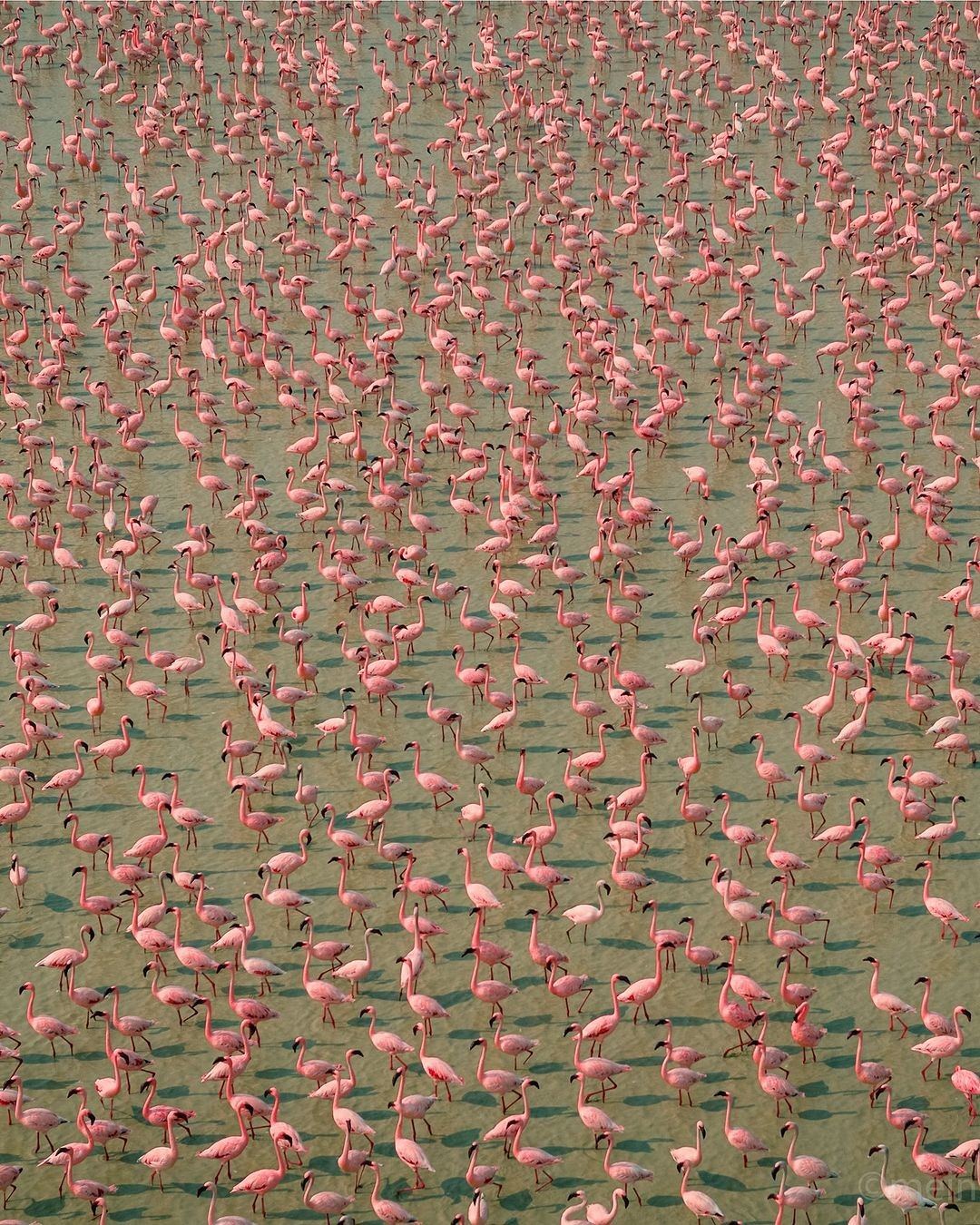 Flamingos at a Rift Valley lake